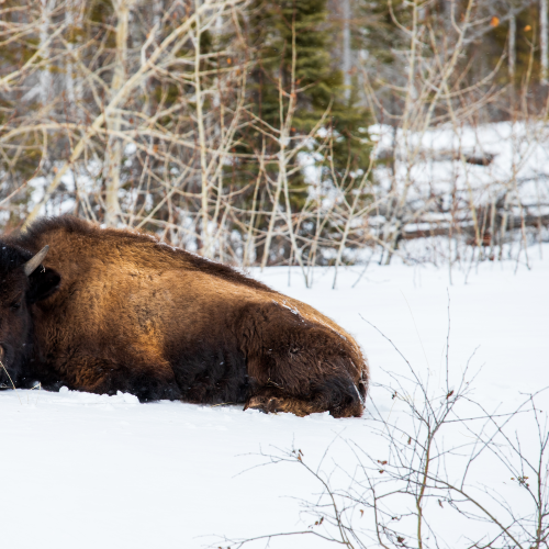Canada's North