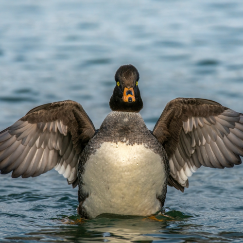 Barrow's Goldeneye