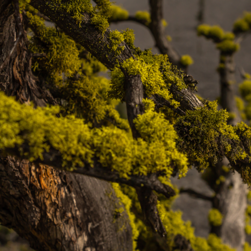 Lichen Crusted Tree