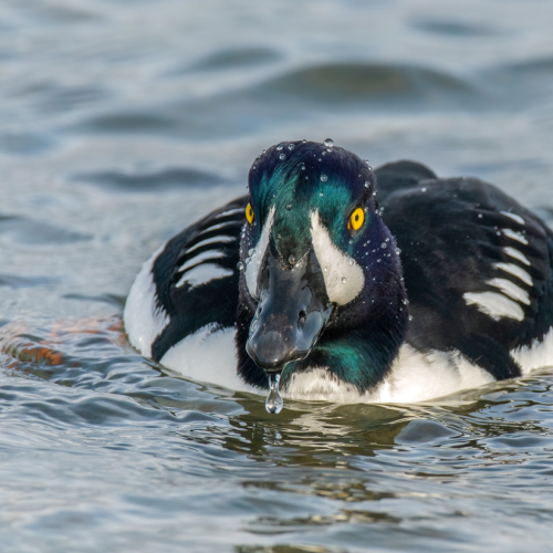 Barrow's Goldeneye