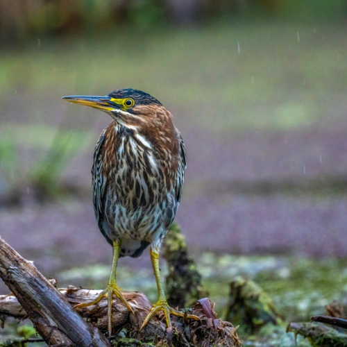 Green heron in a rainy day