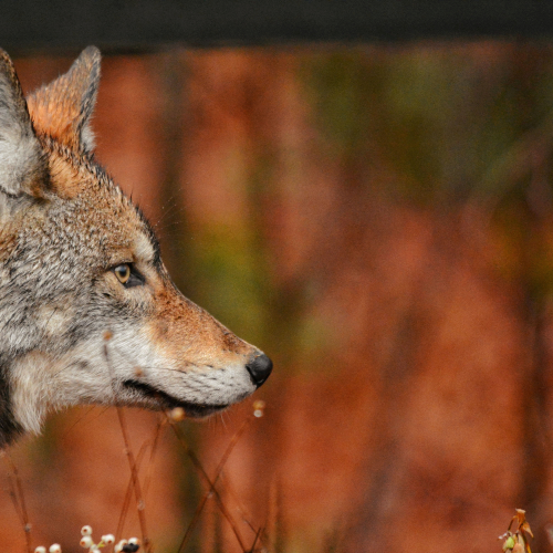 Portrait of an Eastern Wolf 