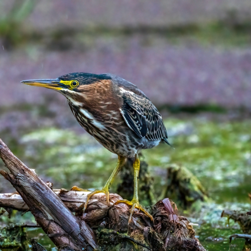 Green heron in a rainy day