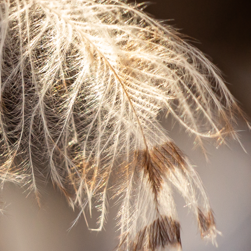 Sunlit Feather
