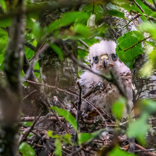 Cooper's hawk baby