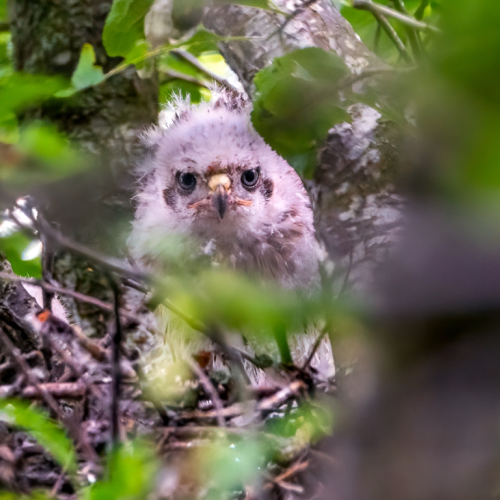 Cooper's hawk baby 
