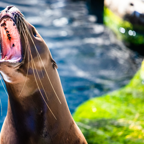 Hungry Sea Lion 
