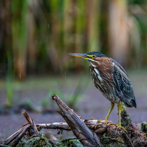 Green heron in a rainy day