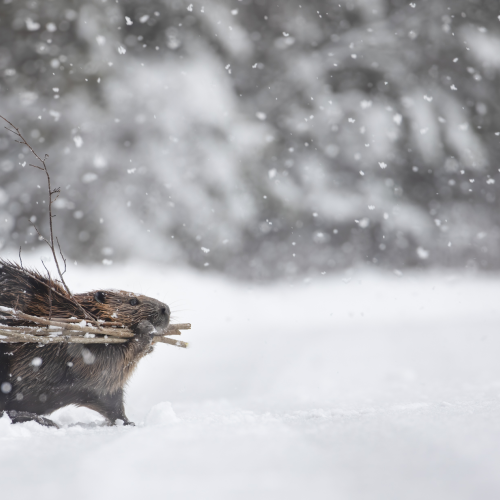 Winter Take Out