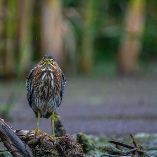 Green heron in a rainy day