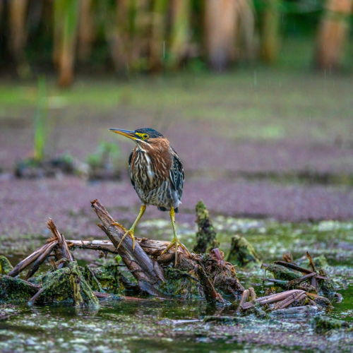 Green heron in a rainy day