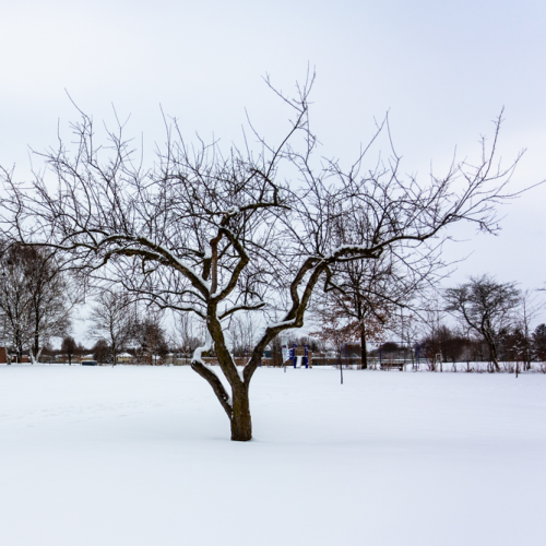 Lone Tree