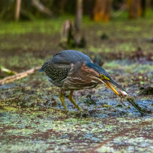 Green heron hunting frog