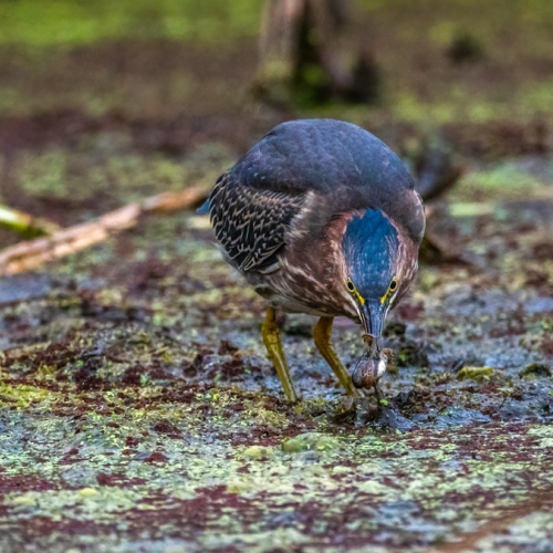 Green heron hunting frog