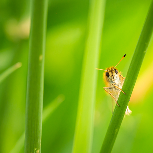 Peek-a-boo Butterfly