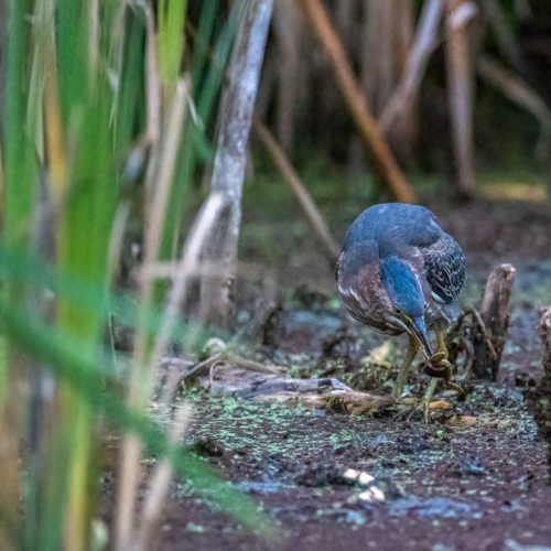 Green heron hunting frog