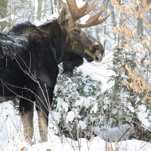 Winter Bull