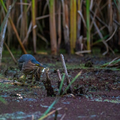Green heron hunting frog