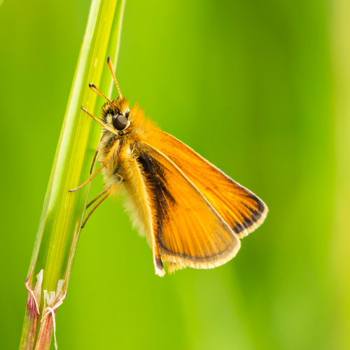 Skipper Butterfly