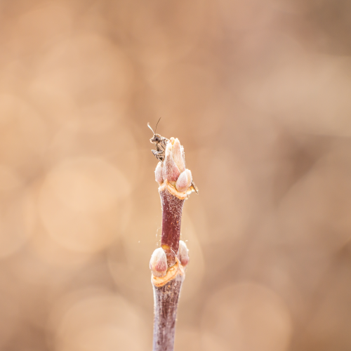 Tiny Moth