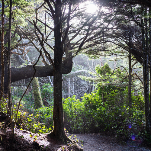 Hidden Forest Trail