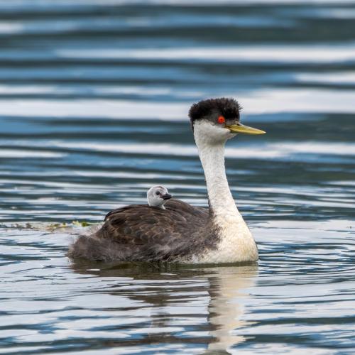 Grebe with baby