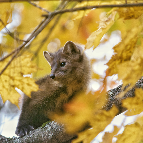 Fall Marten 