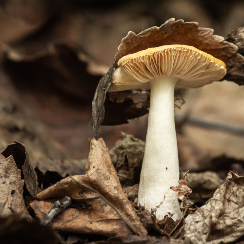Mushroom Umbrella
