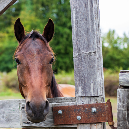 Horsing Around