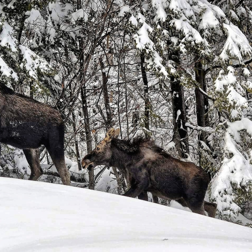 On the move first winter 