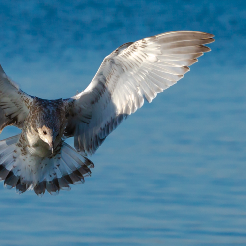 Baby Gull