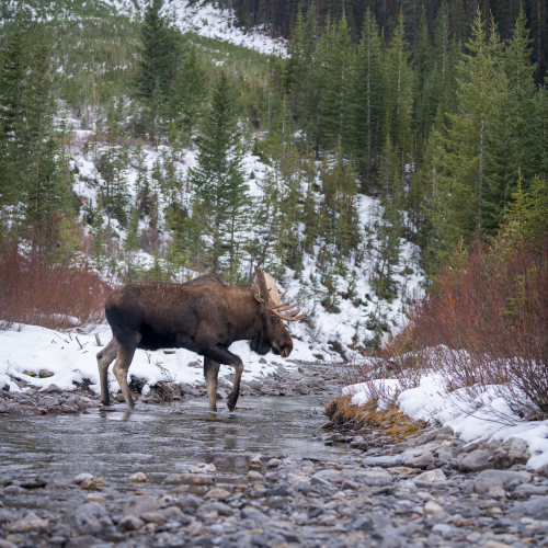 Moose on the move