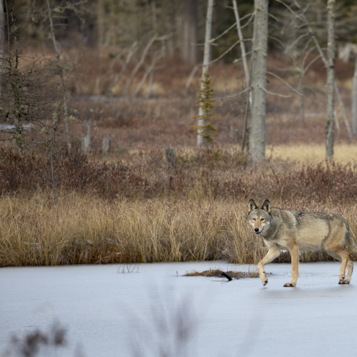 Wolf on the Ice