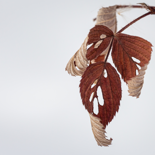 Raspberry Leaves