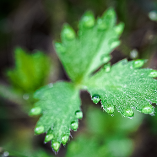 Morning Dew