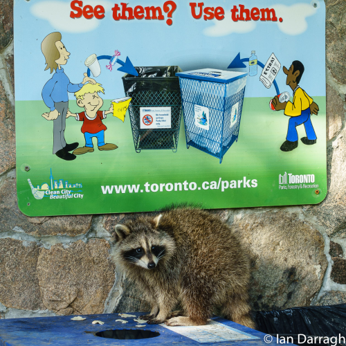 Rocky Raccoon Recycles