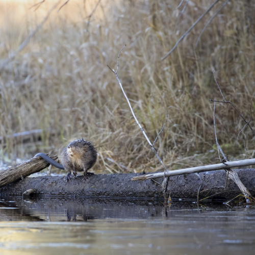 Muskrat on the Log