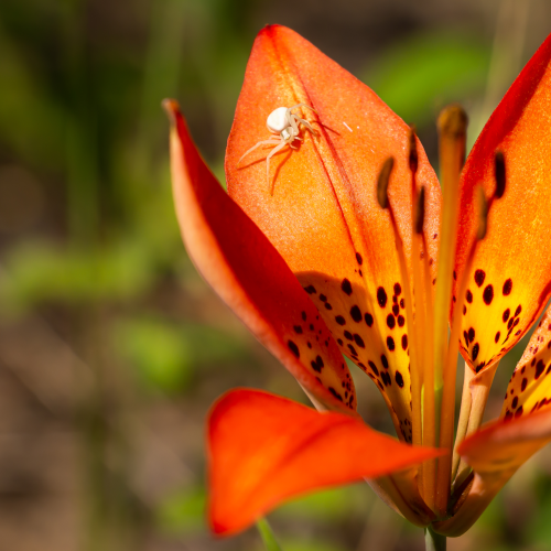 Wild Lily