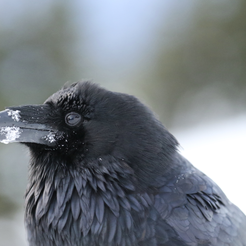 Winter Raven