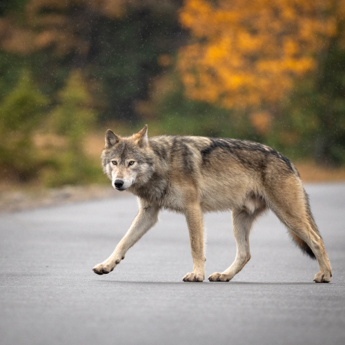 Gray wolf on the move