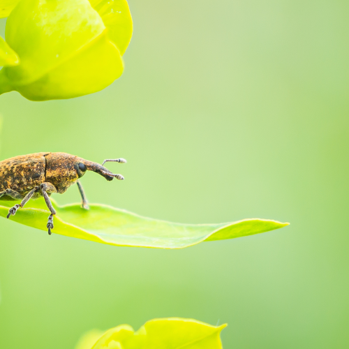 Weevil