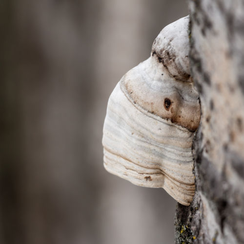 White Conk