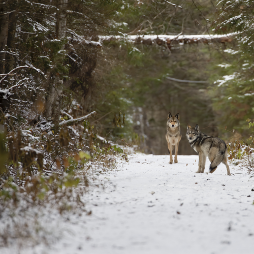 Algonquin Pair