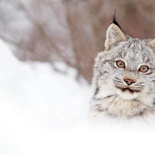 Winter Visitor