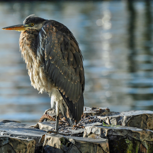 Heavy Metal Heron