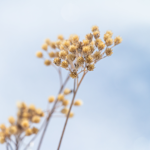 Yarrow 