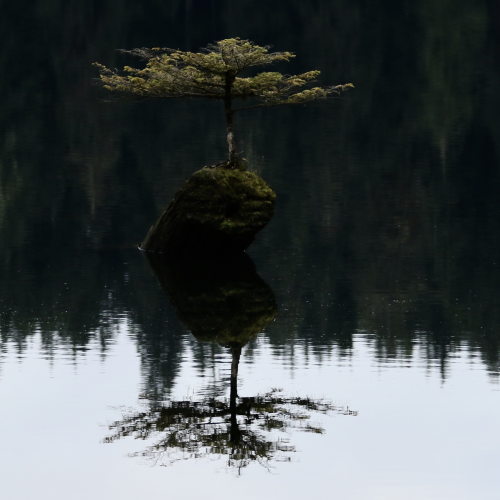 Douglas Fir Bonsai Tree
