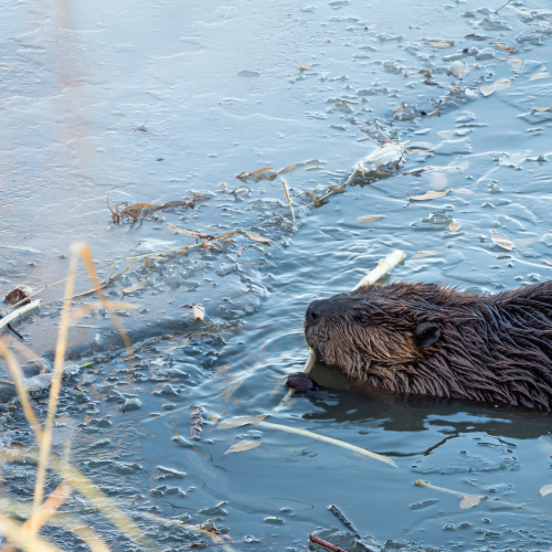Busy Beavers