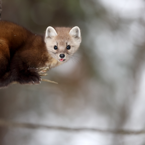 Mr. Marten
