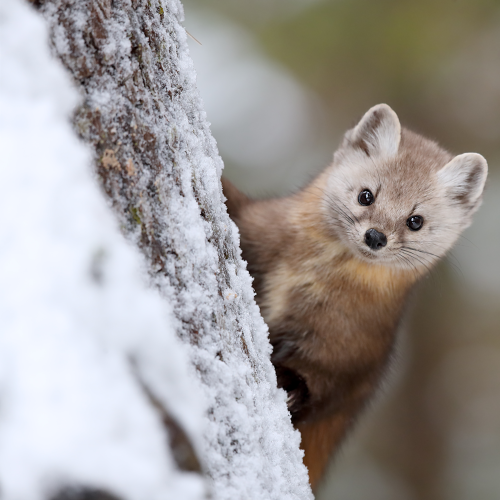 Mr. Marten
